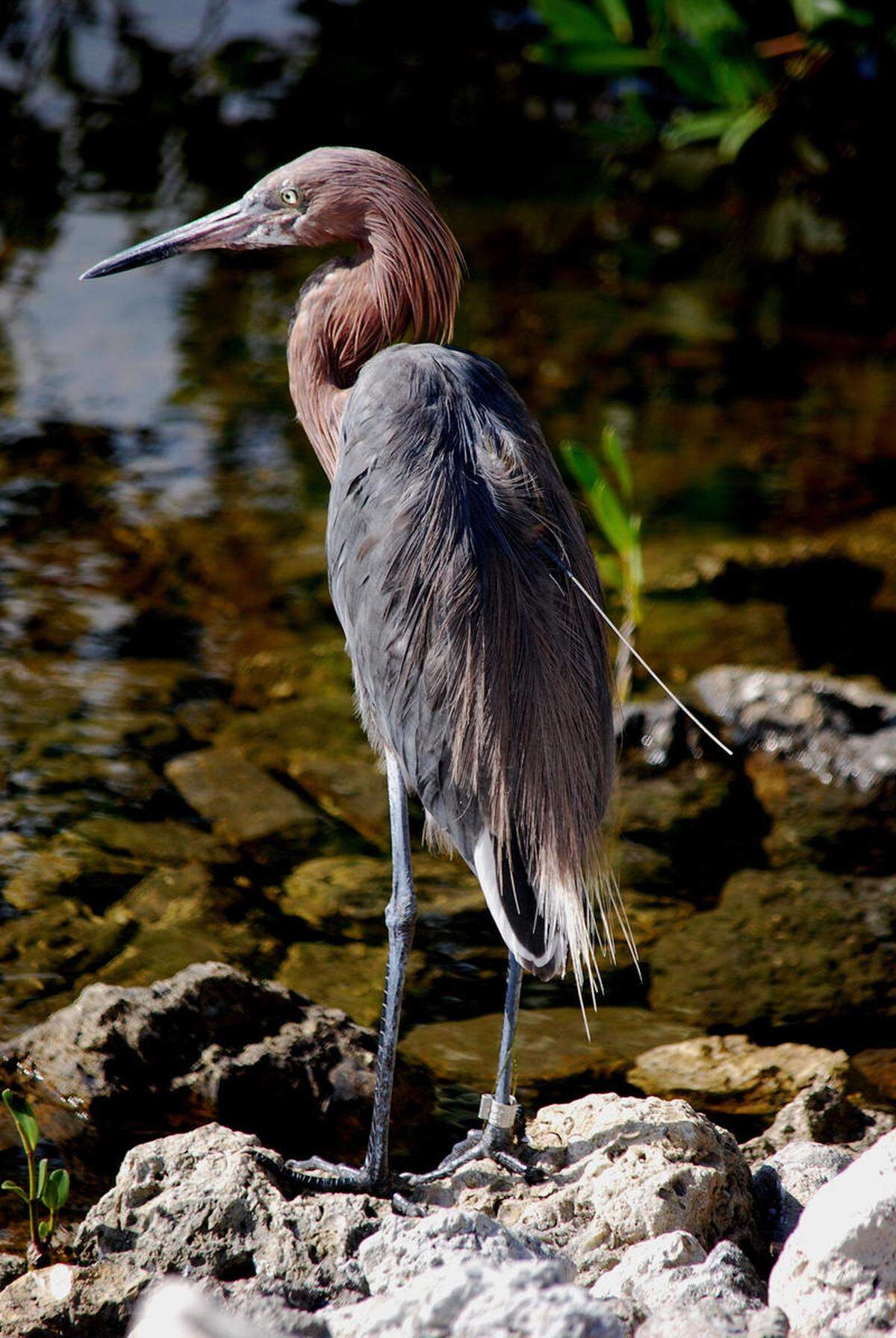 The antenna for a radio tracker can be seen on the back of a reddish egret at Ding Darling Wildlife Refuge in Sanibel.