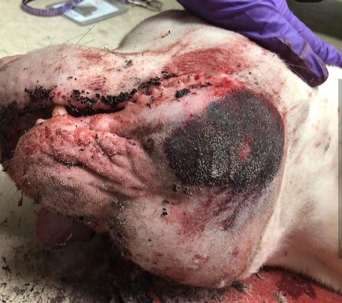 A dog named Gabriel is recovering at Manatee County Animal Services shelter after being shot in the face.