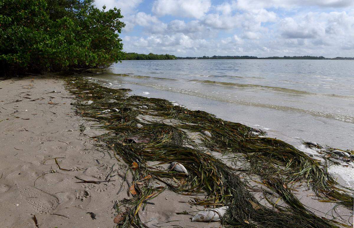 07/14/21—Higher levels of Karenia brevis, the algae that causes red tide, have been detected in the waters near Longboat Pass.