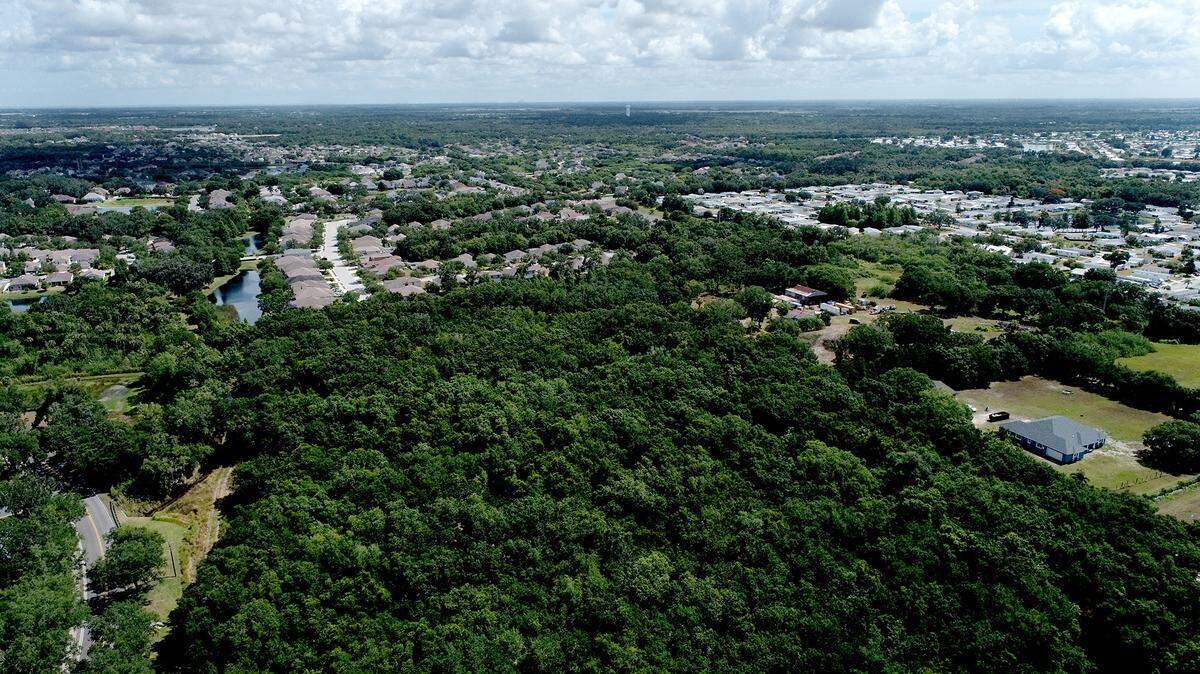A study found that plants are working harder to offset growing CO2 across the globe through high levels of photosynthesis.