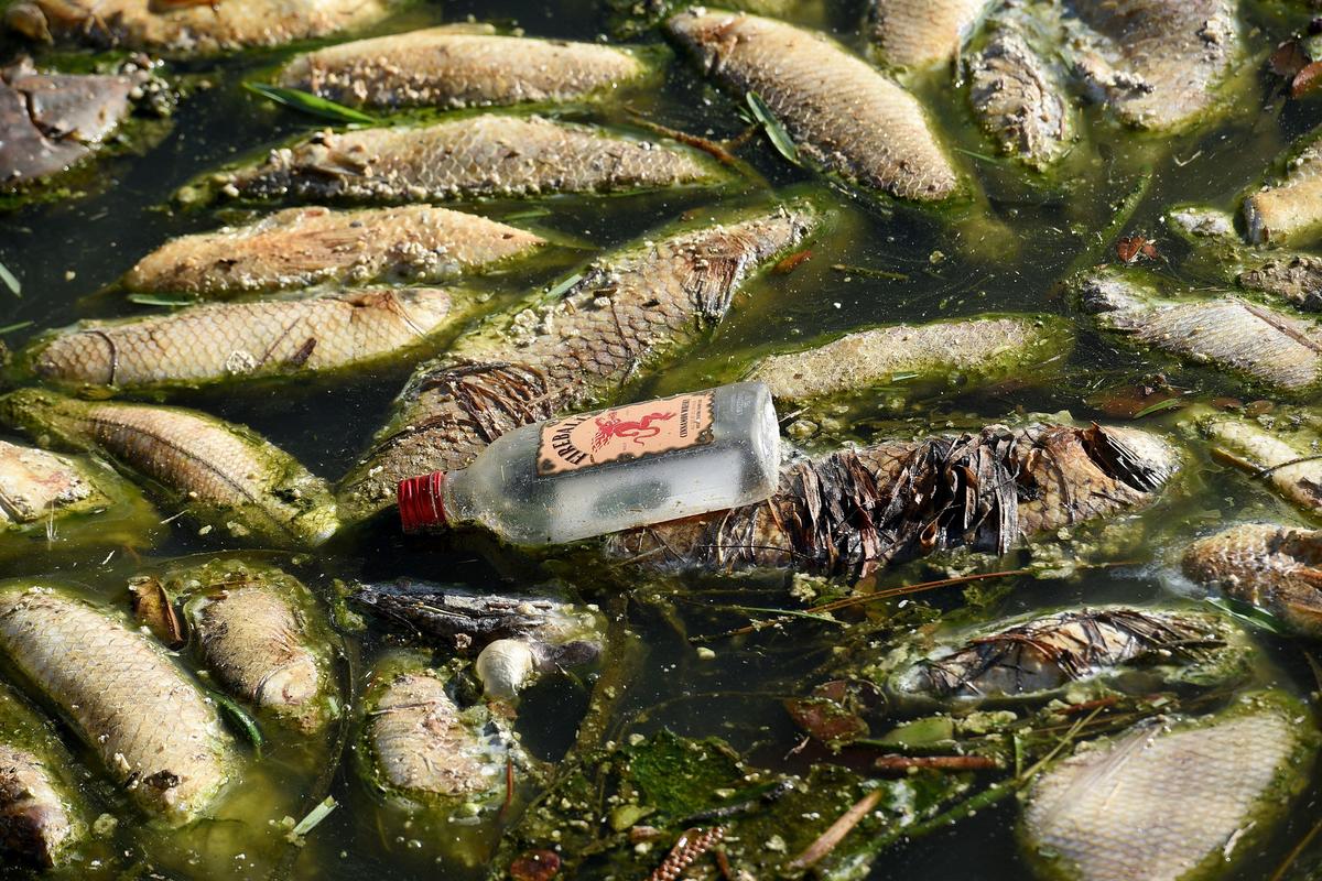 Manatee County officially issued a local state of emergency declaration Tuesday morning, a step to acquire future funding that may be available though state and federal dollars for the impact of red tide. Rotting fish are still piled in canals and waterways, like these in Coral Shores.
