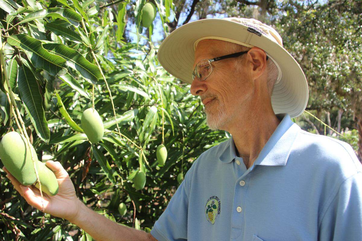Darryl McCullough checks the fruit on one of his mango trees. A transplant from Oklahoma, he has learned much about growing tropical trees from his involvement with the Manatee Rare Fruit Council, which is planning its annual sale for Sunday, May 20.