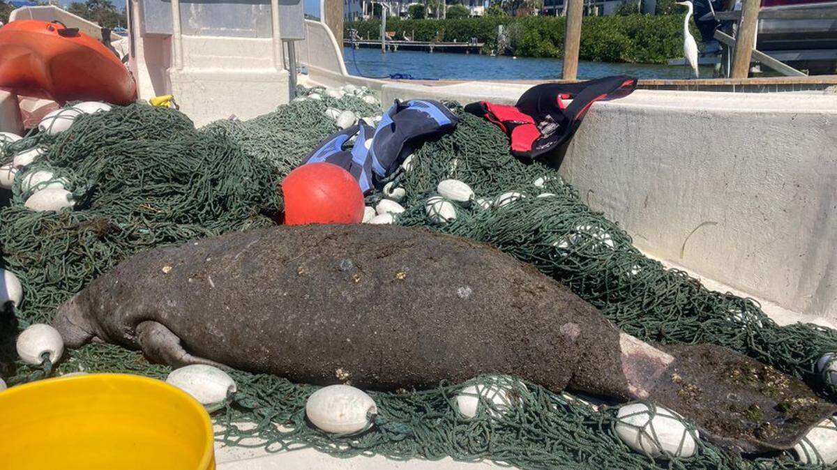 The Florida Fish and Wildlife Conservation Commission and Mote Marine Lab rescued this sick and wounded manatee near Holmes Beach on March 2, 2023