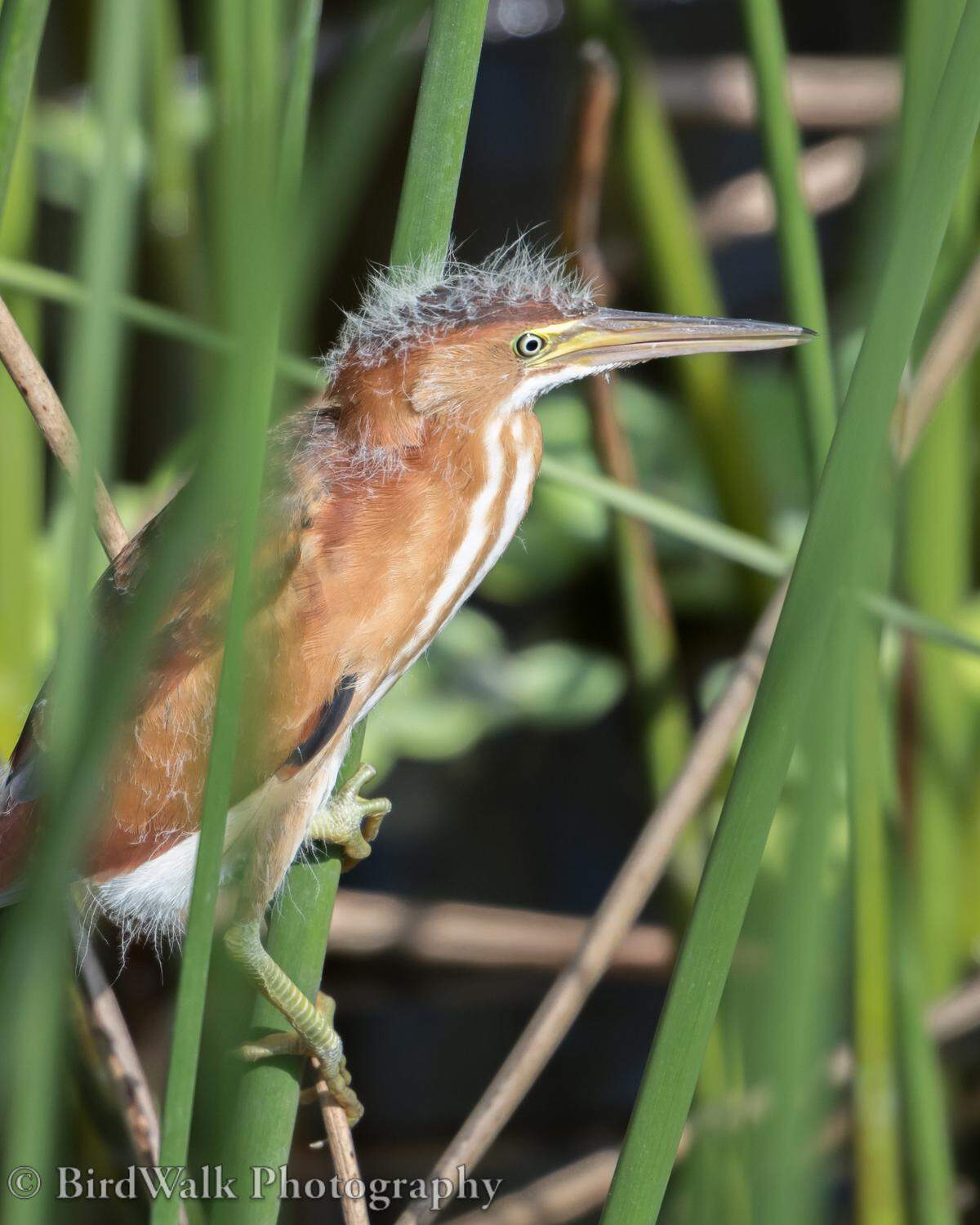 A juvenile least bittern at Celery Fields in Sarasota on May 12, 2019.