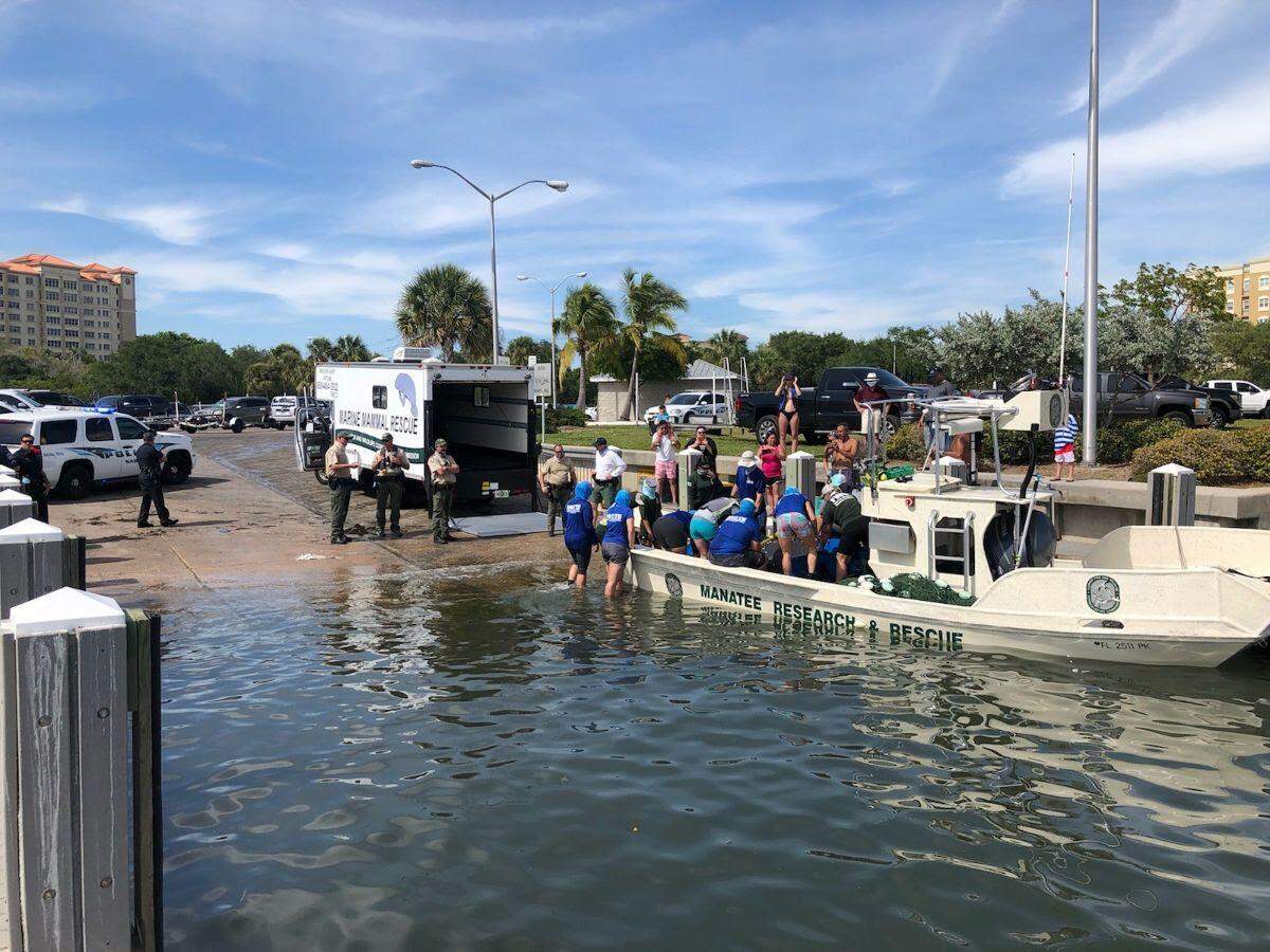Multiple agencies and wildlife specialists teamed up to rescue an injured manatee that was located off of Siesta Key in Sarasota County. The manatee is now being treated at a facility at SeaWorld Orlando.