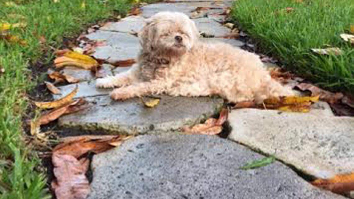 Mary Ruiz: That small Shi Tzu has lived large in our lives 