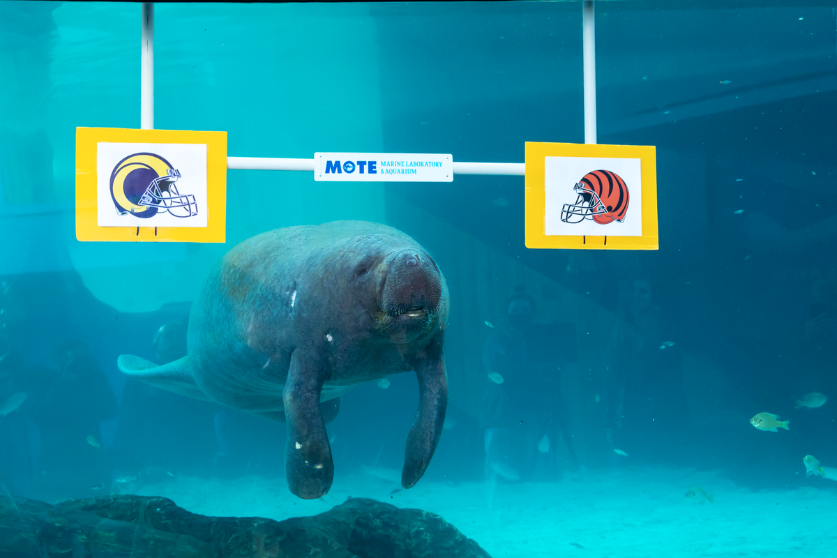 Hugh the manatee moves toward the Bengals logo as his pick for the 2022 Super Bowl winner, an annual tradition at Mote Marine Lab in Sarasota. Mote announced that Hugh died on Saturday, April 29, 2023.