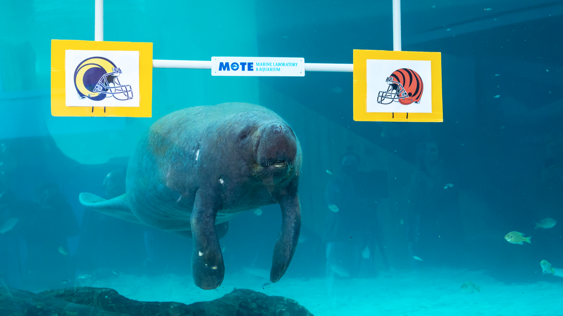 Hugh the manatee moves toward the Bengals logo as his pick for the 2022 Super Bowl winner, an annual tradition at Mote Marine Lab in Sarasota.