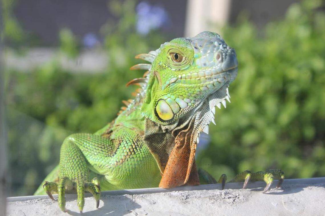 Iguanas are an increasingly common non-native species in South Florida.