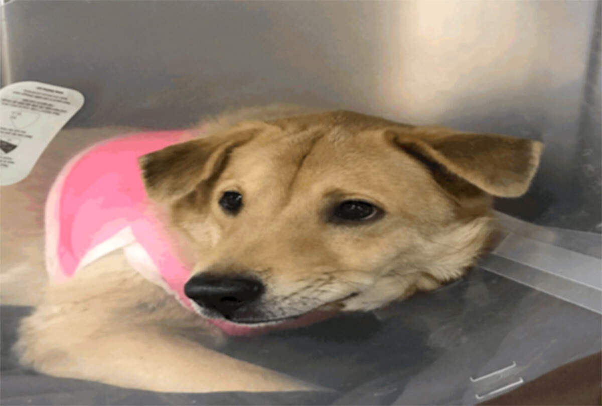 Bradenton Police officer Jason Burchett is accused of taking Buddy the dog out to a remote area and shooting it, then leaving it after it bit a child relative of his girlfriend, a detective at BPD.