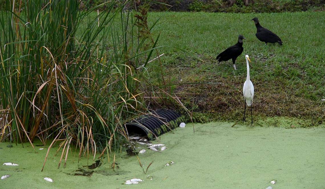 A small fish kill near the new entrance of Robinson Preserve on 9th Avenue N.W. was noticed by visitors on Oct. 21, 2019.