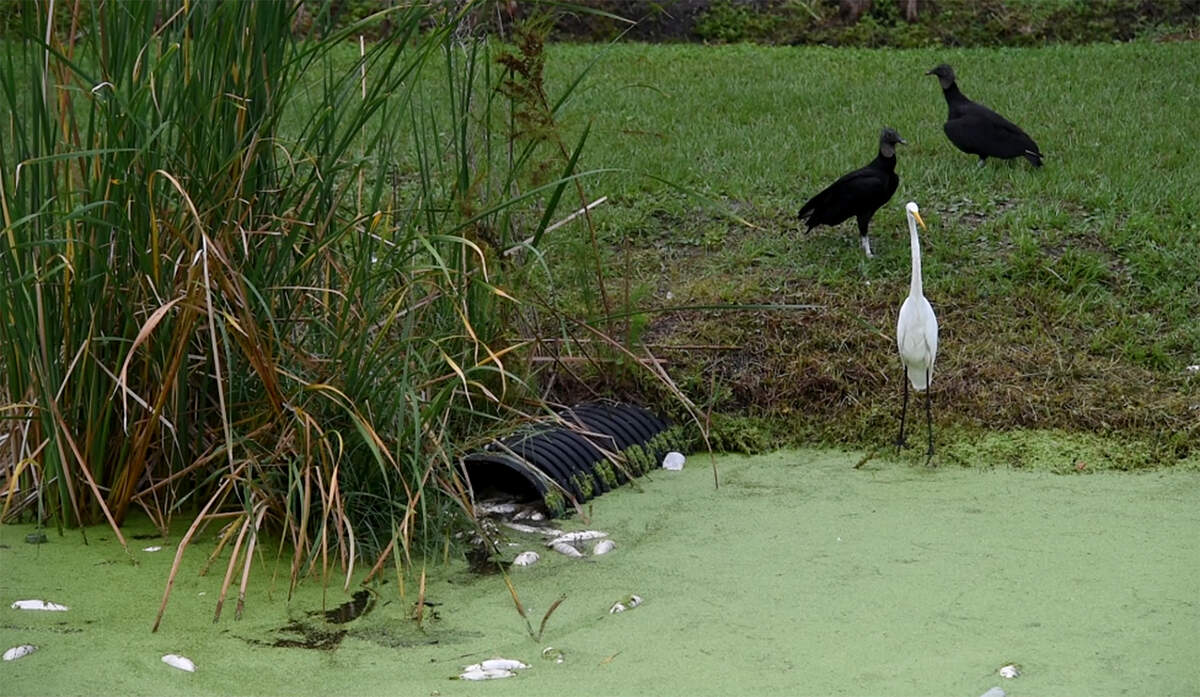 A small fish kill near the new entrance of Robinson Preserve on 9th Avenue N.W. was noticed by visitors on Oct. 21, 2019.