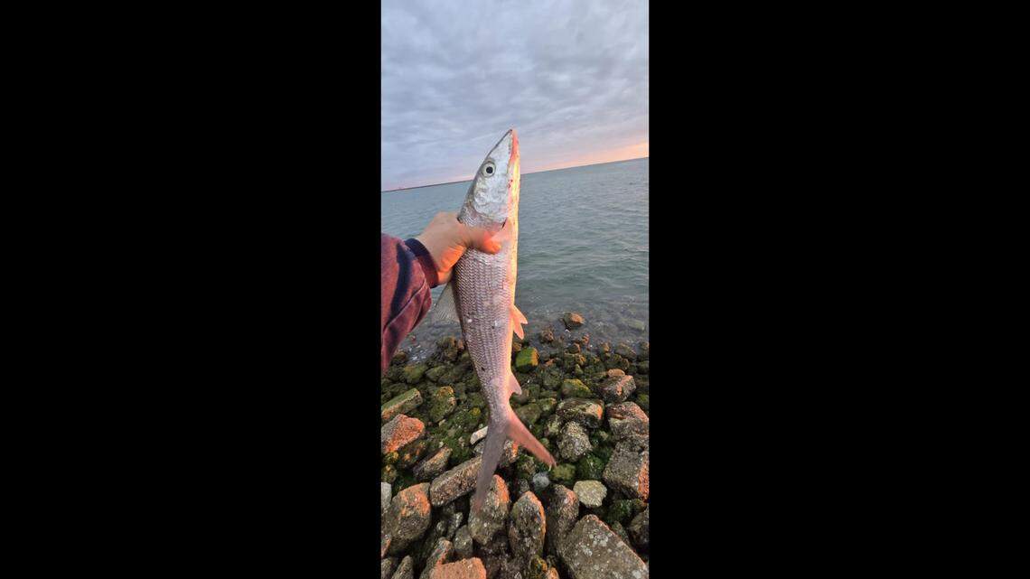 Angel Cruz holds the 17-inch bonefish he caught while fishing Tampa Bay near the Sunshine Skyway Bridge.