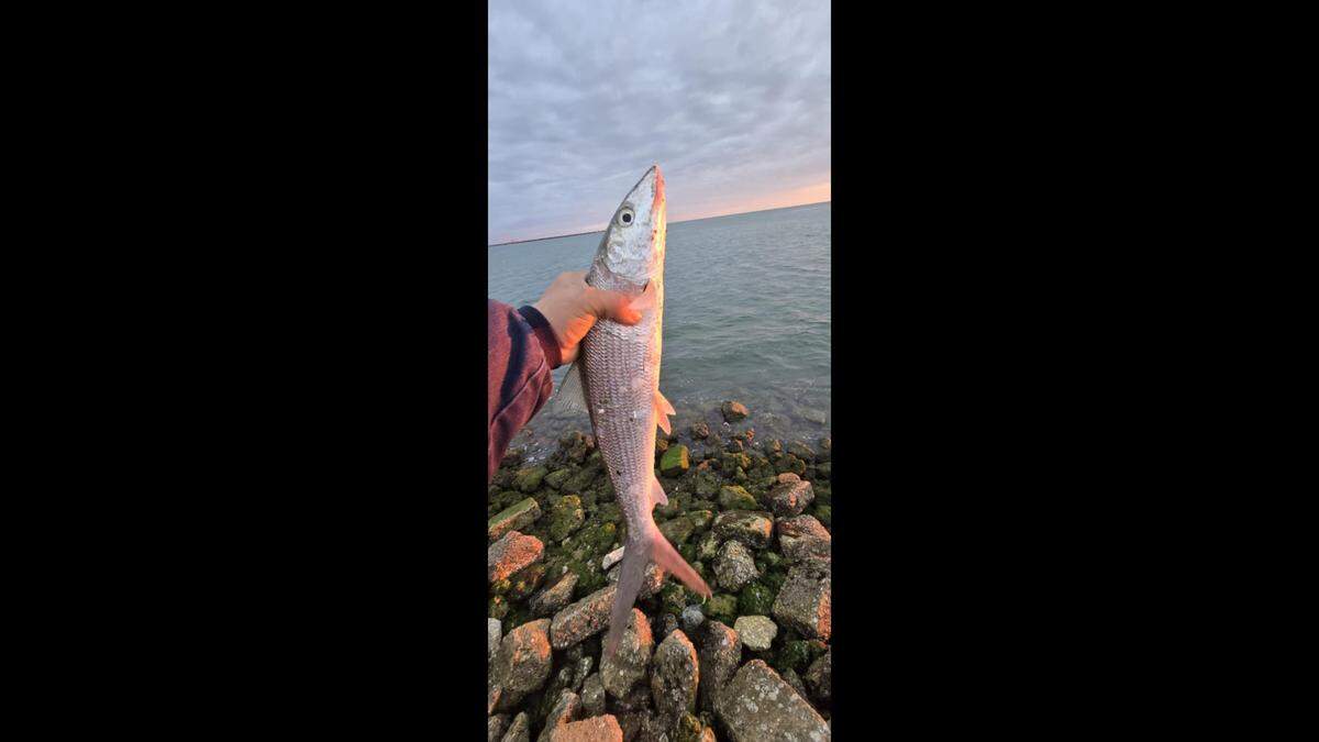 Angel Cruz holds the 17-inch bonefish he caught while fishing Tampa Bay near the Sunshine Skyway Bridge.