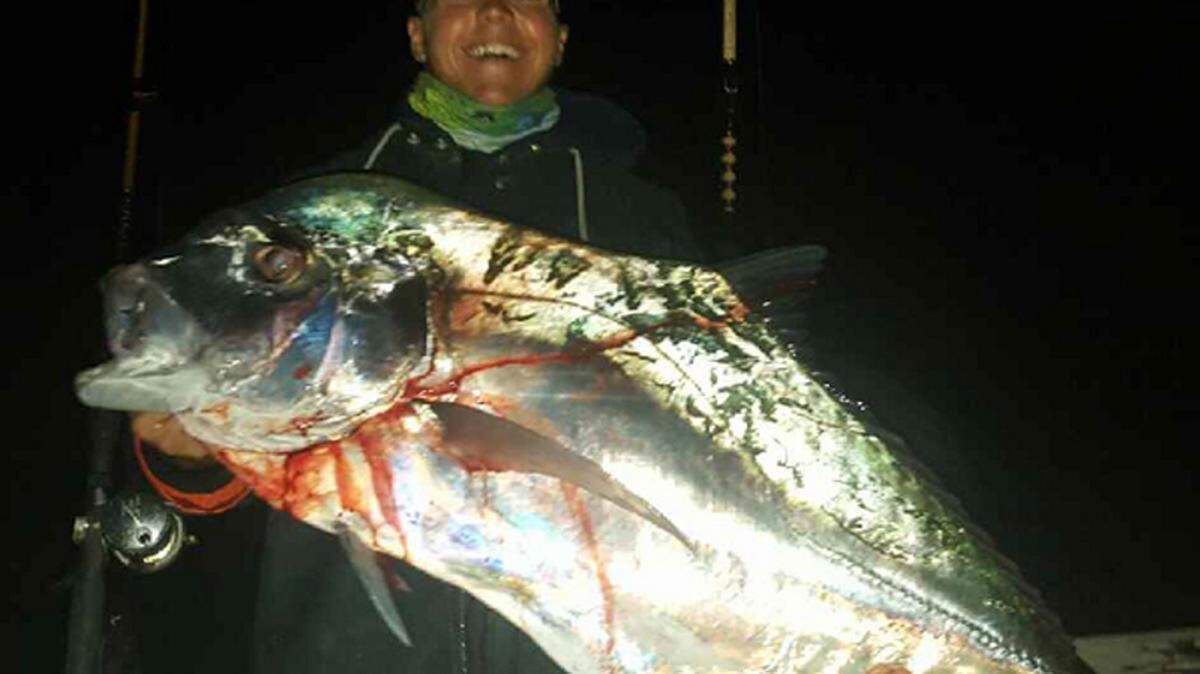 Jeremy Fournier was fishing for mangrove snapper in 150 feet of water at 6 a.m. recently when he landed this African pompano, which are much larger than their inshore counterparts. They are a rare catch offshore and must be 22 inches to the fork to keep. PROVIDED PHOTO