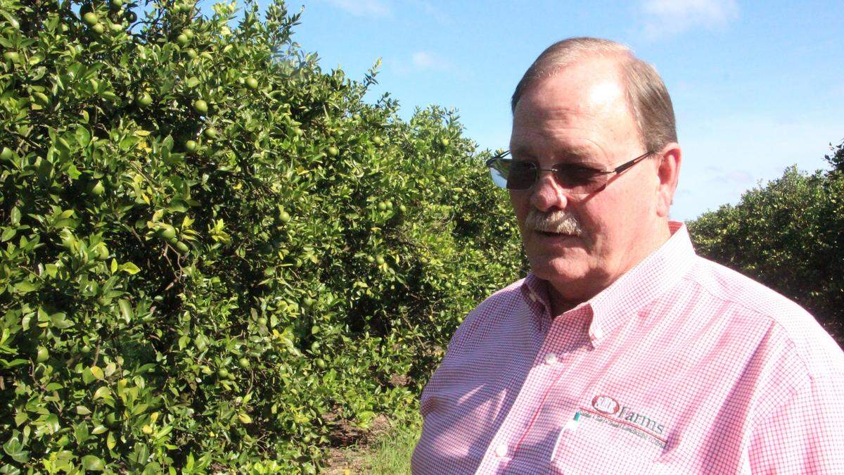 Gary Bradshaw, president of SMR Farms, one of Manatee County’s largest citrus growers, said that his citrus losses were less severe than reported in other counties, and that he was not counting on the federal lifeline.