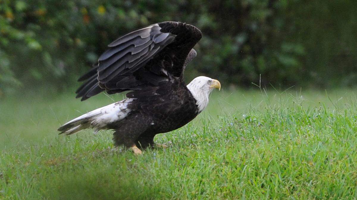 A bald eagle takes flight Wednesday from alongside Rye Road in East Manatee County.GRANT JEFFERIES/Bradenton Herald