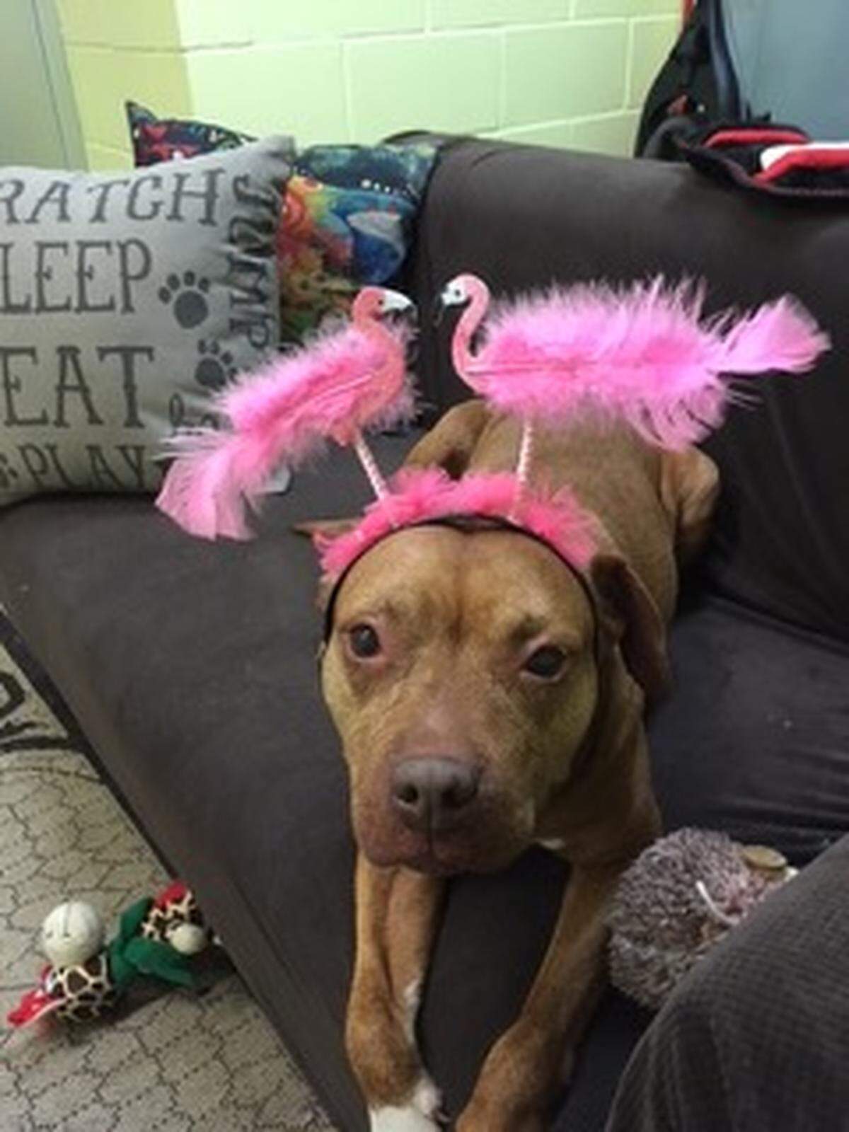 Ember’s favorite things are tennis balls and the “real-life room” at the Manatee County Animal Services Shelter. She likes to snuggle up to volunteers and fall asleep on the room’s couch.