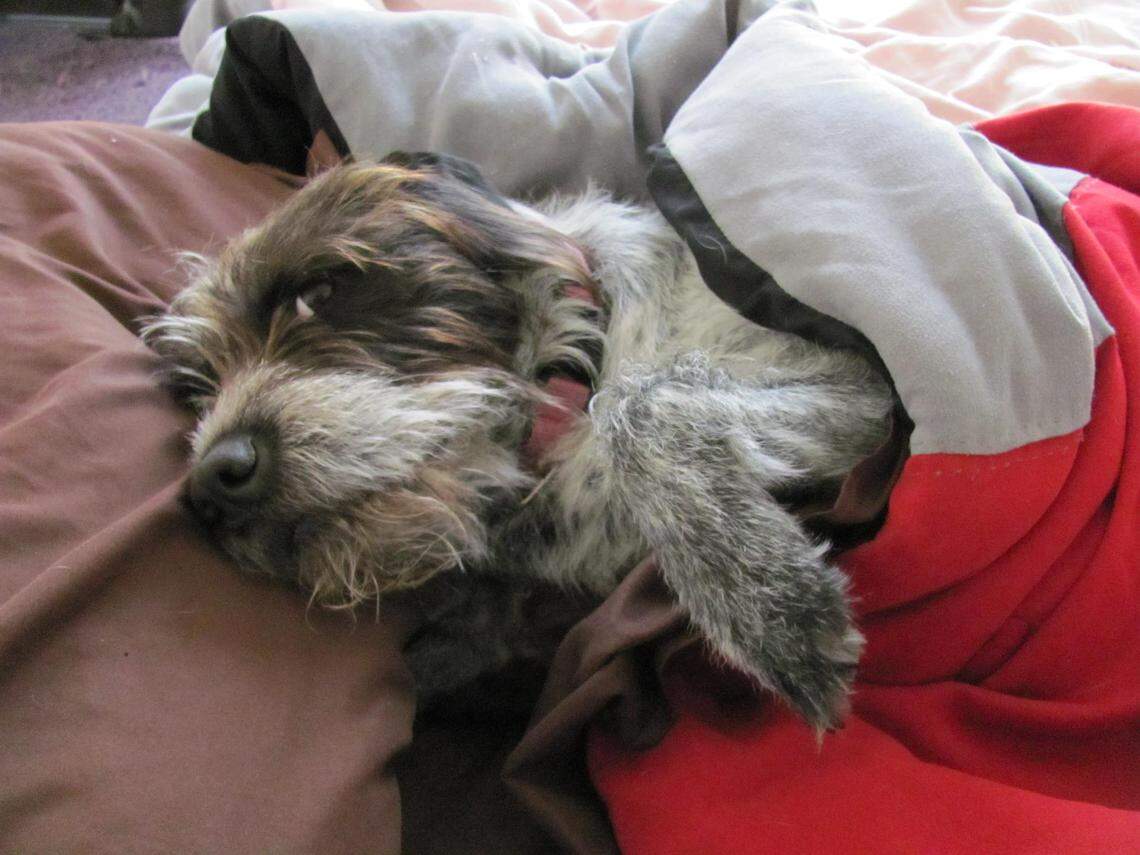 Hurricane planning can be stressful with a lot to think about, but don’t forget about keeping your fur babies safe and happy during a storm.