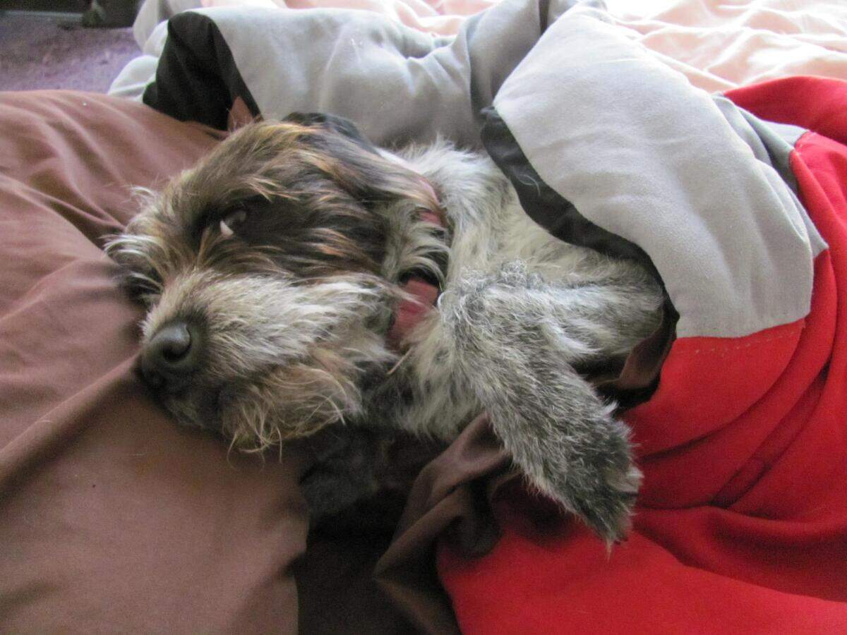 Hurricane planning can be stressful with a lot to think about, but don’t forget about keeping your fur babies safe and happy during a storm.