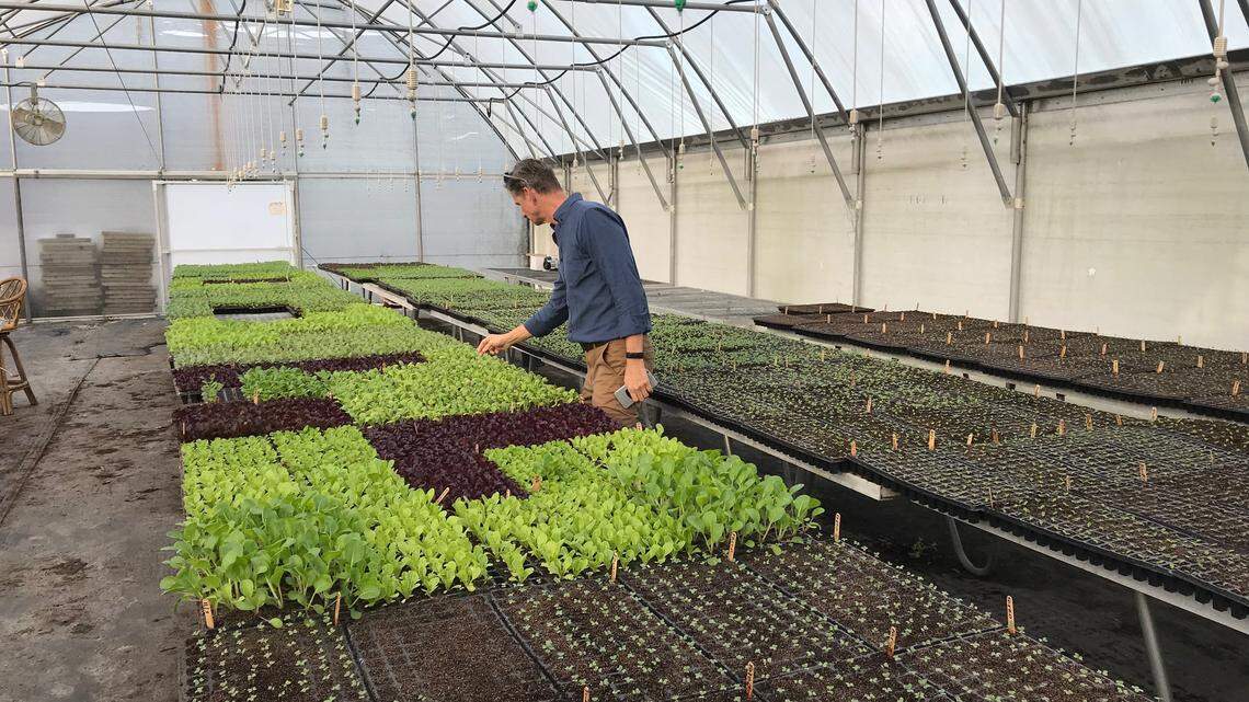 Chuck Wolfe, CEO of the Chiles Restaurant Group, looks at plants in the greenhouse at Gamble Creek Farm in Parrish.