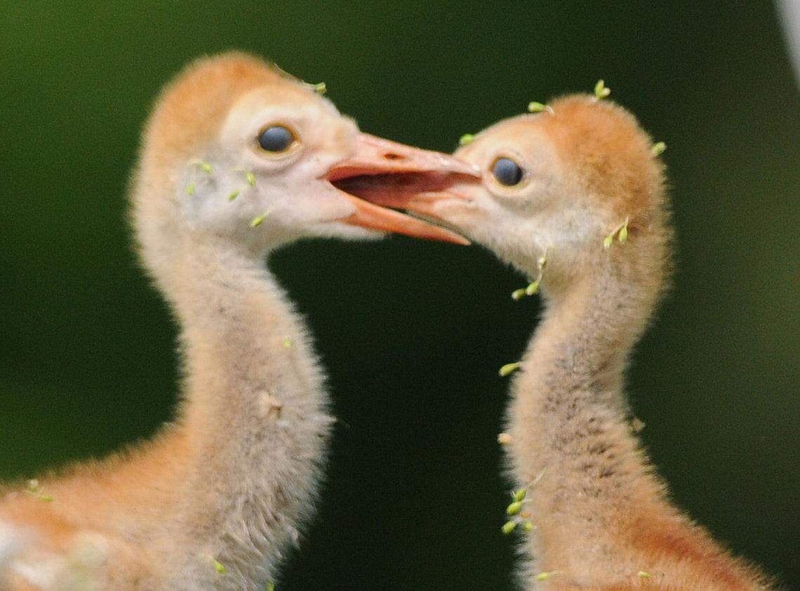 A pair of sandhill crane chicks plays together as they feed along a lake near Creekwood Boulevard, just north of State Road 70 in East Manatee.