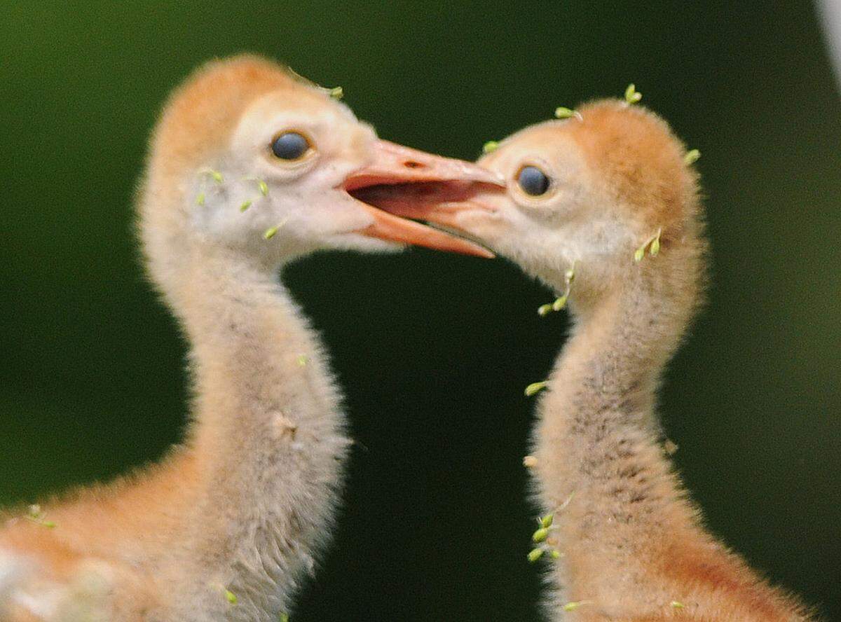A pair of sandhill crane chicks plays together as they feed along a lake near Creekwood Boulevard, just north of State Road 70 in East Manatee.