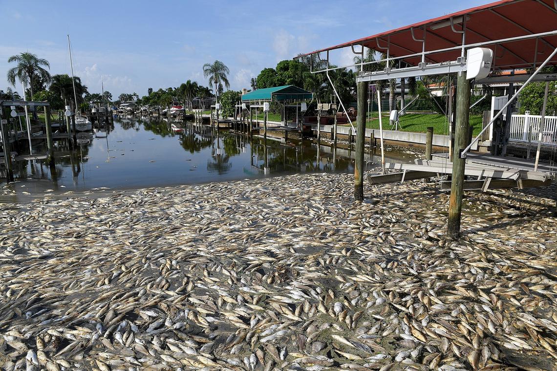 Dead fish clog a canal in Coral Shores in Southwest Florida in August.