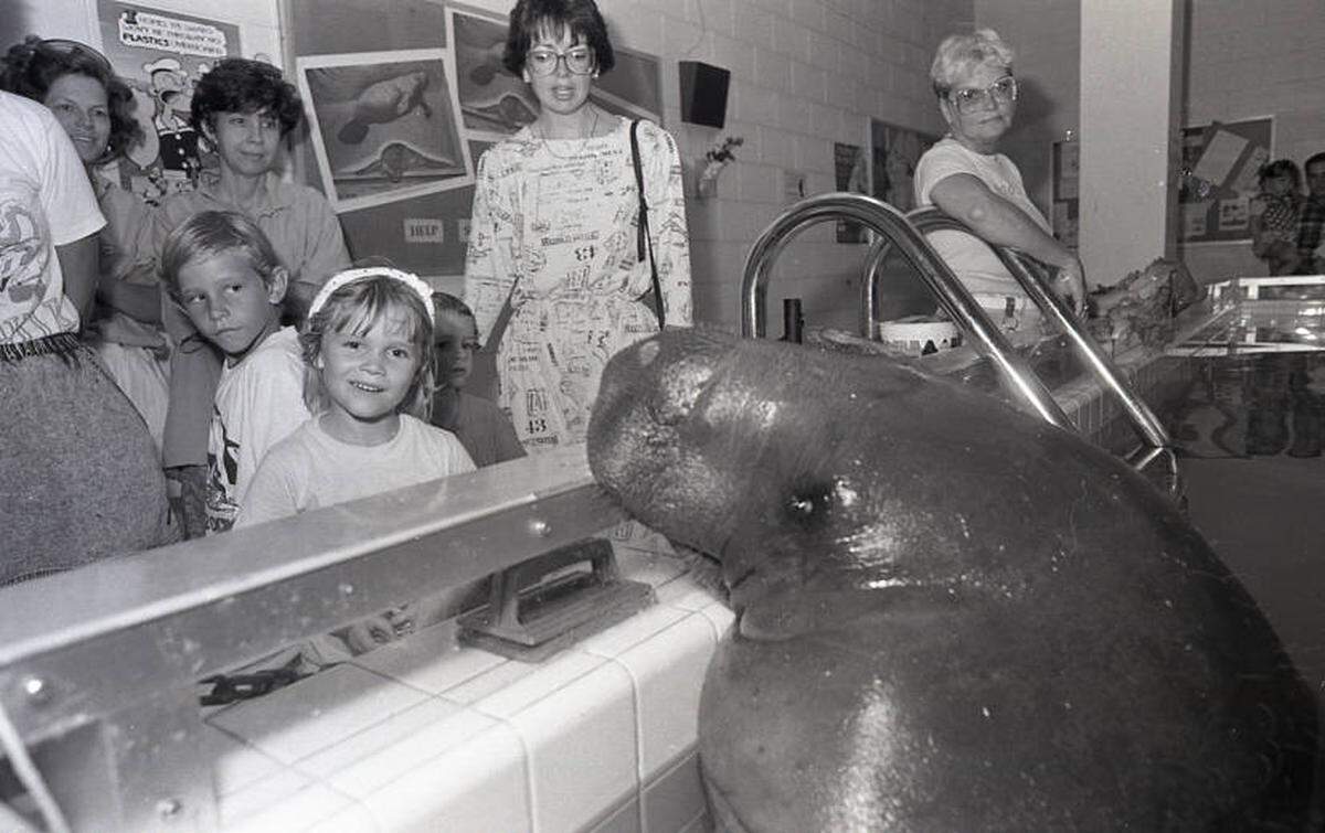 Snooty the manatee celebrating his 44th birthday with visitors at the South Florida Museum. Snooty, who became Manatee County’s mascot in 1979, passed away in 2017 at the age of 69.