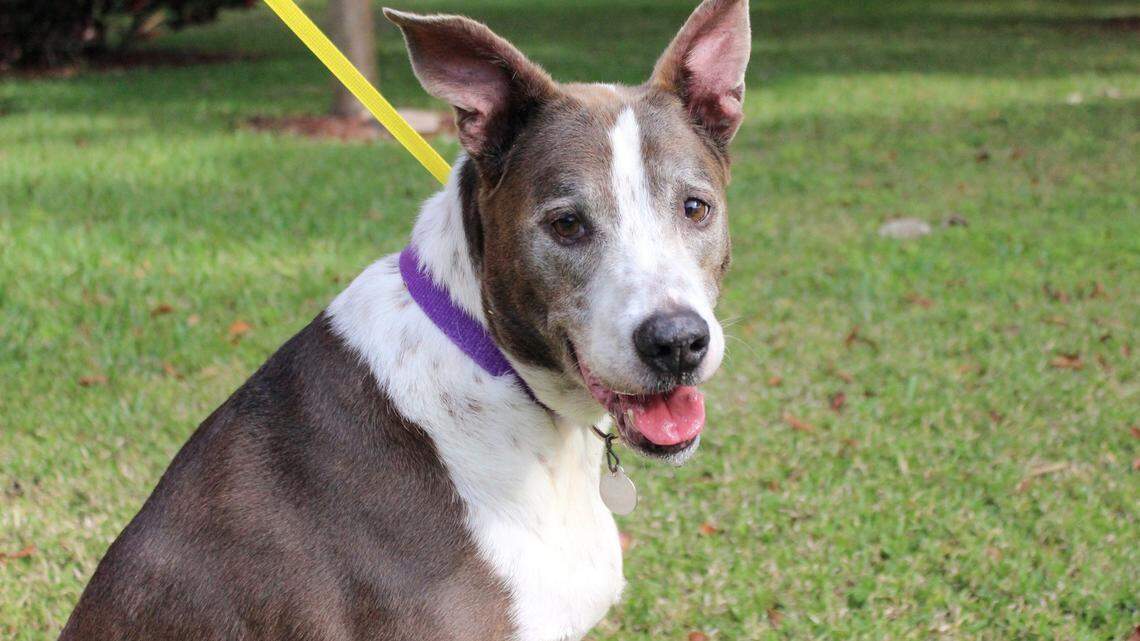Bishop Animal Shelter in Bradenton finds heart-wrenching letter with orphaned dog 