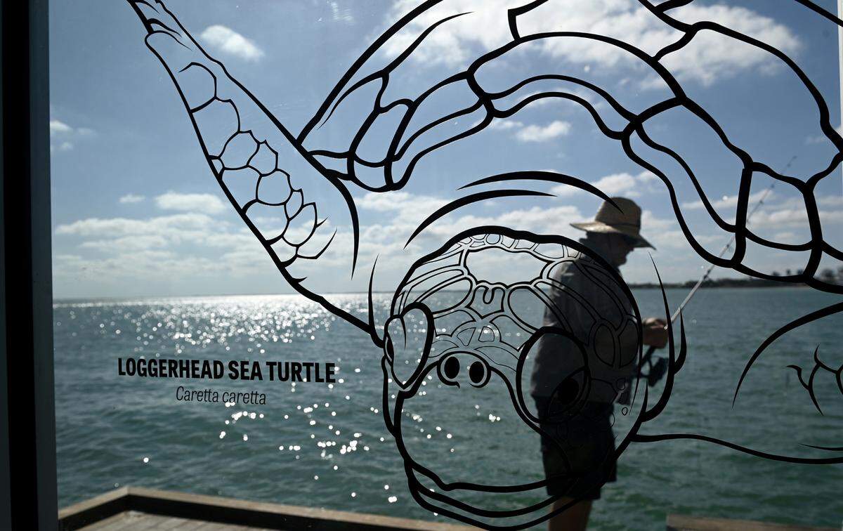 A fisherman checks his line on the Anna Maria Pier seen through an outline of a loggerhead turtle on the window. Mote Marine Laboratory & Aquarium opens its Anna Maria outreach and education center this week on the Anna Maria Pier.