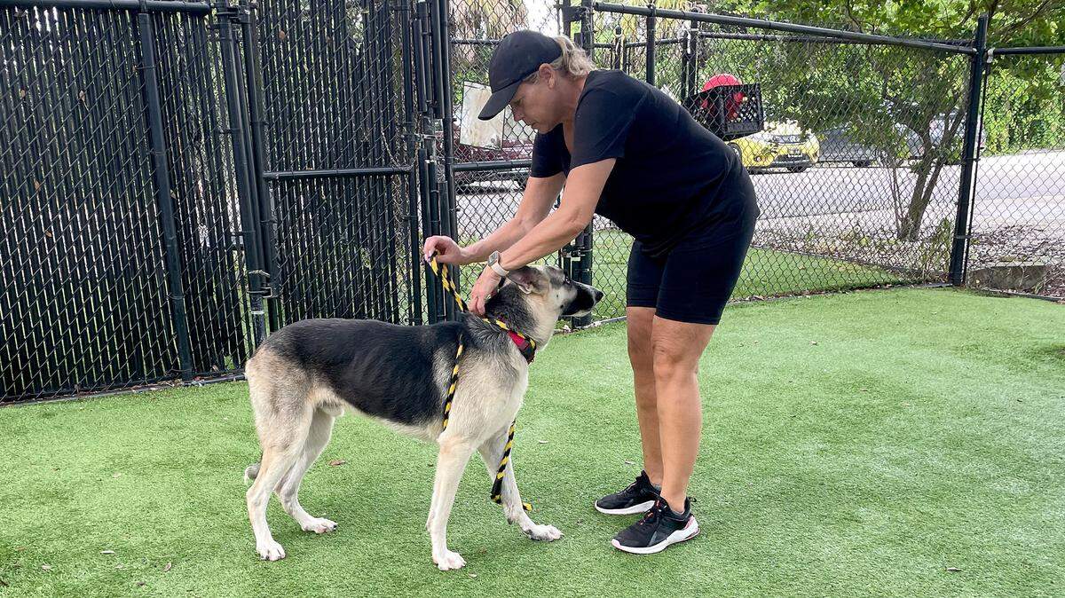 A volunteer works with shelter dogs at Manatee County Animal Welfare’s Palmetto adoption center in this Bradenton Herald file photo.