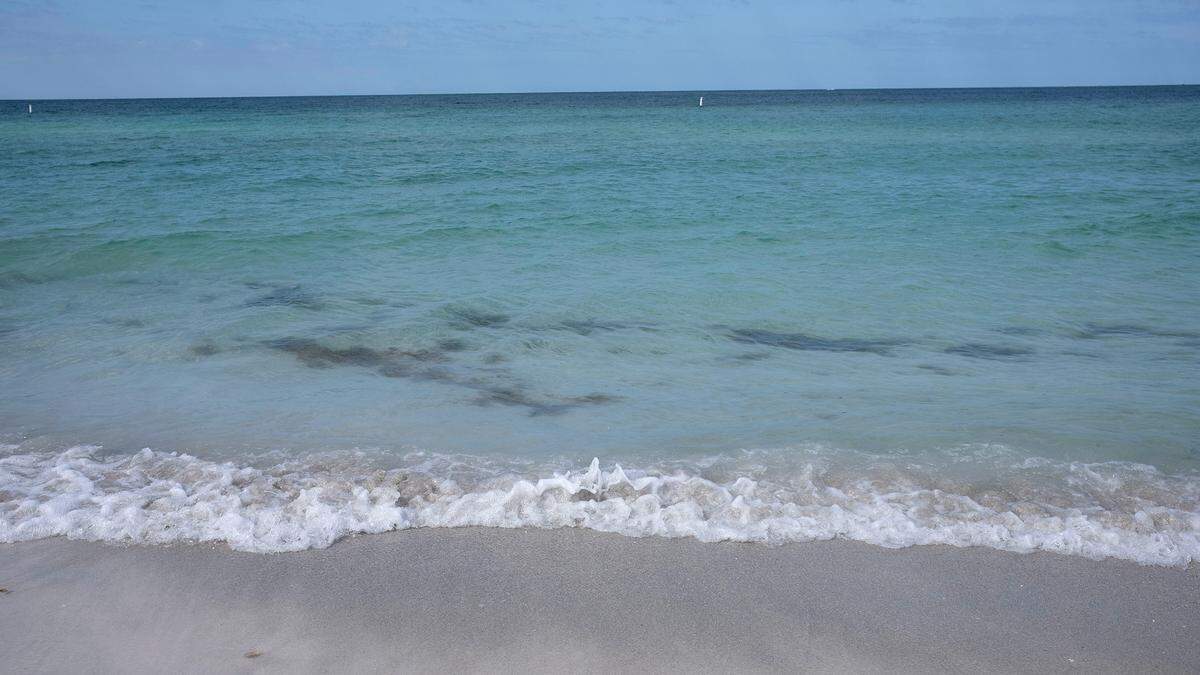 Large brown mats of decaying algae were present along the shores of coastal Manatee County and Anna Maria Island this week. Some algae floats near the coast on Wednesday, April 24.