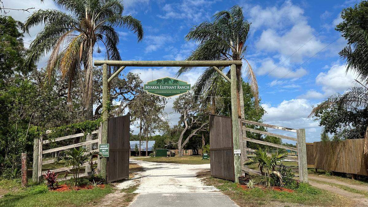 Myakka Elephant Ranch, shown 4/10/2023, hosts the Yoga with Elephants class for Operation Warrior Resolution.