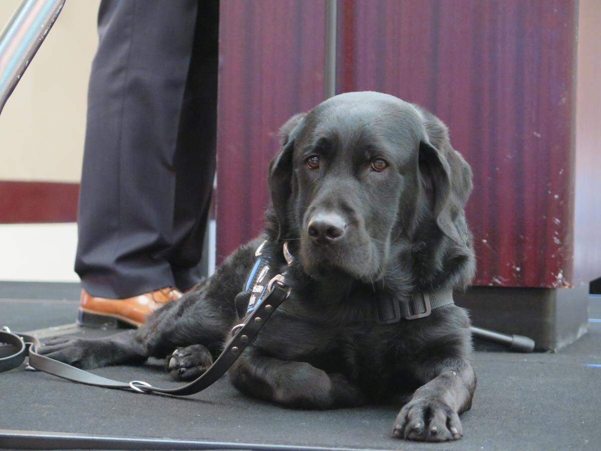 Pella, a black Labrador service dog from Southeastern Guide Dogs, lays near her veteran, Sean Brown while he spoke at the Southeastern Guide Dogs Heroes Breakfast on Wednesday at the Hyatt Regency Sarasota.