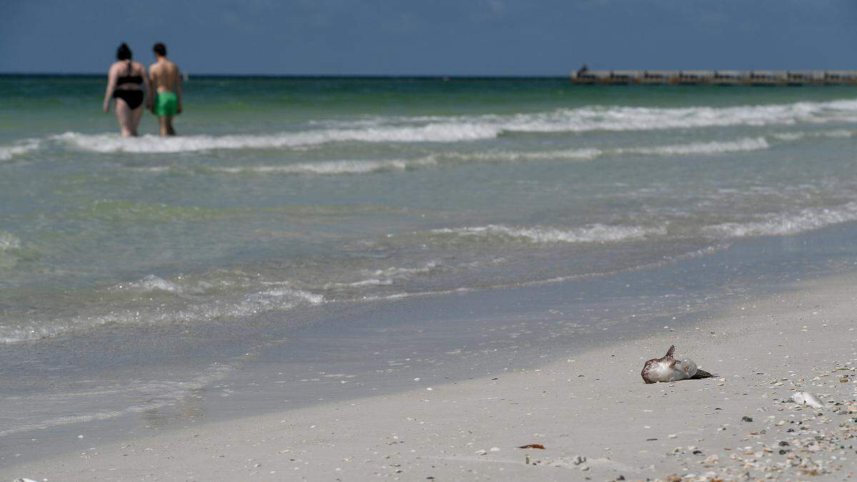 A red tide bloom that has lingered since fall has worsened in recent weeks, bringing more dead fish, murky waters and foul air to beaches on Anna Maria Island’s Bradenton Beach.