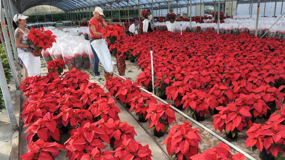 Workers prepare poinsettias for shipment at Orban´s Nursery. Many varieties of poinsettias will be on display and for sale during Orban´s Nursery´s 22nd annual Poinsettia Drive-Thru and Sale, Saturday, Nov. 28, 
 GRANT JEFFERIES/Bradenton Herald
