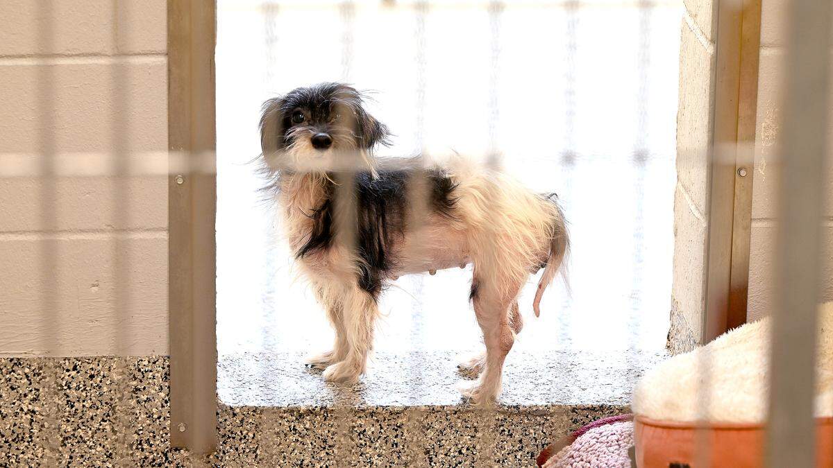 A small-breed dog stands in the doorway of one of the existing kennels. The Bishop Animal Shelter is soon unveiling its expanded shelter with new pet amenities and increased security measures aimed at increasing animal adoption rates, shown on Dec. 11, 2025. 