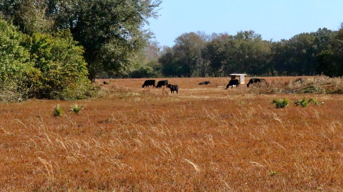 A 150-bed hospital, a 326-bed assisted living facility, and 247,000 square feet of medical office space is planned for North River Ranch, the largest of the new Parrish neighborhoods. Shown above on 02/02/2022 is the pasture where the medical complex is planned.