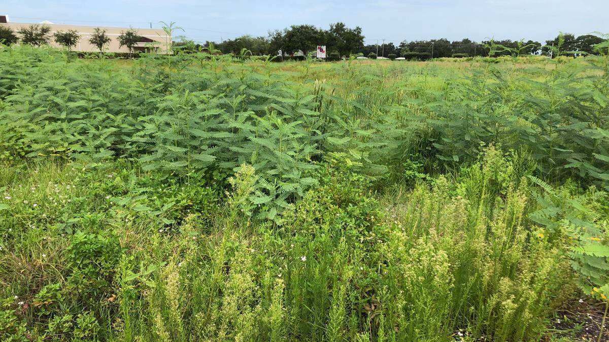 A development application for a Lowe’s home improvement store in Parrish has been submitted to Manatee County. The store would be located at 8740 U.S. 301 N.