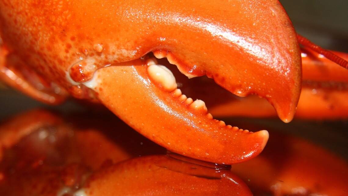 It’s National Seafood Month. Here’s where locals recommend celebrating around Bradenton