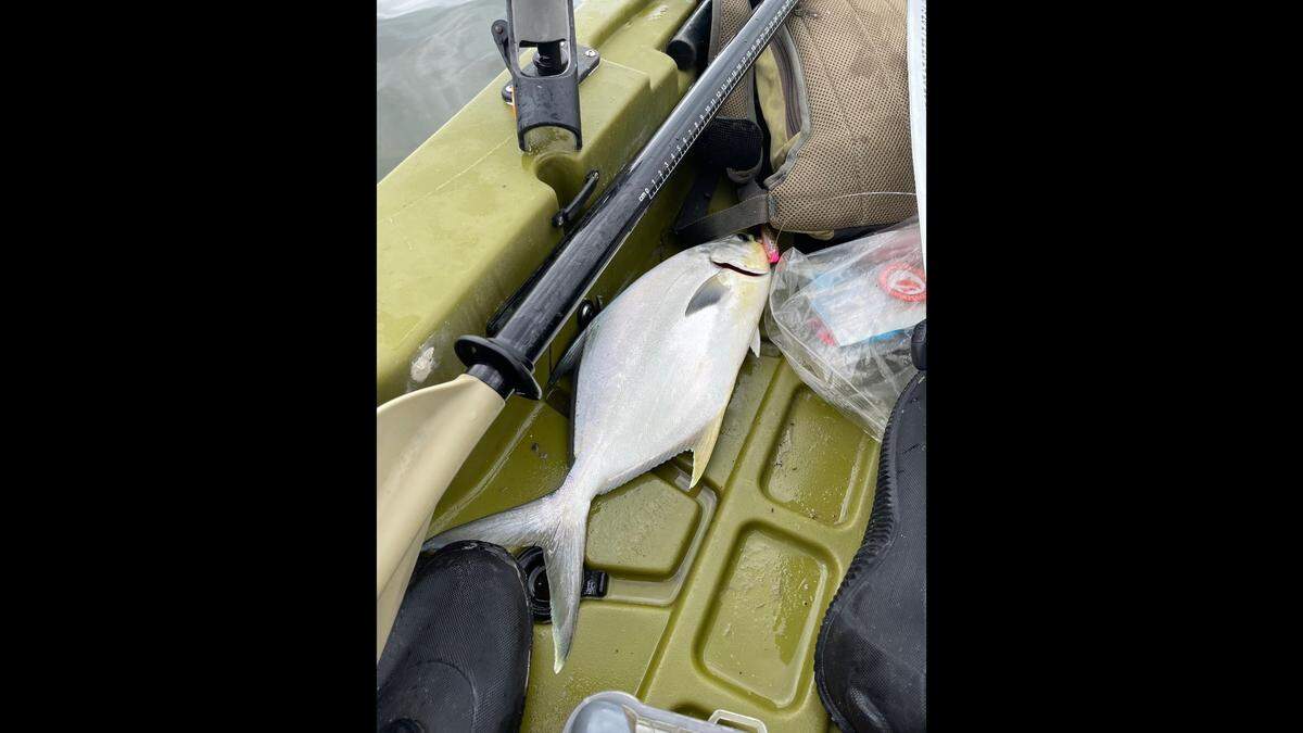 Cold weather has affected fishing patterns in Tampa Bay lately. A pompano, caught in Terra Ceia Bay, is a popular target because it is a cold-resistant fish.