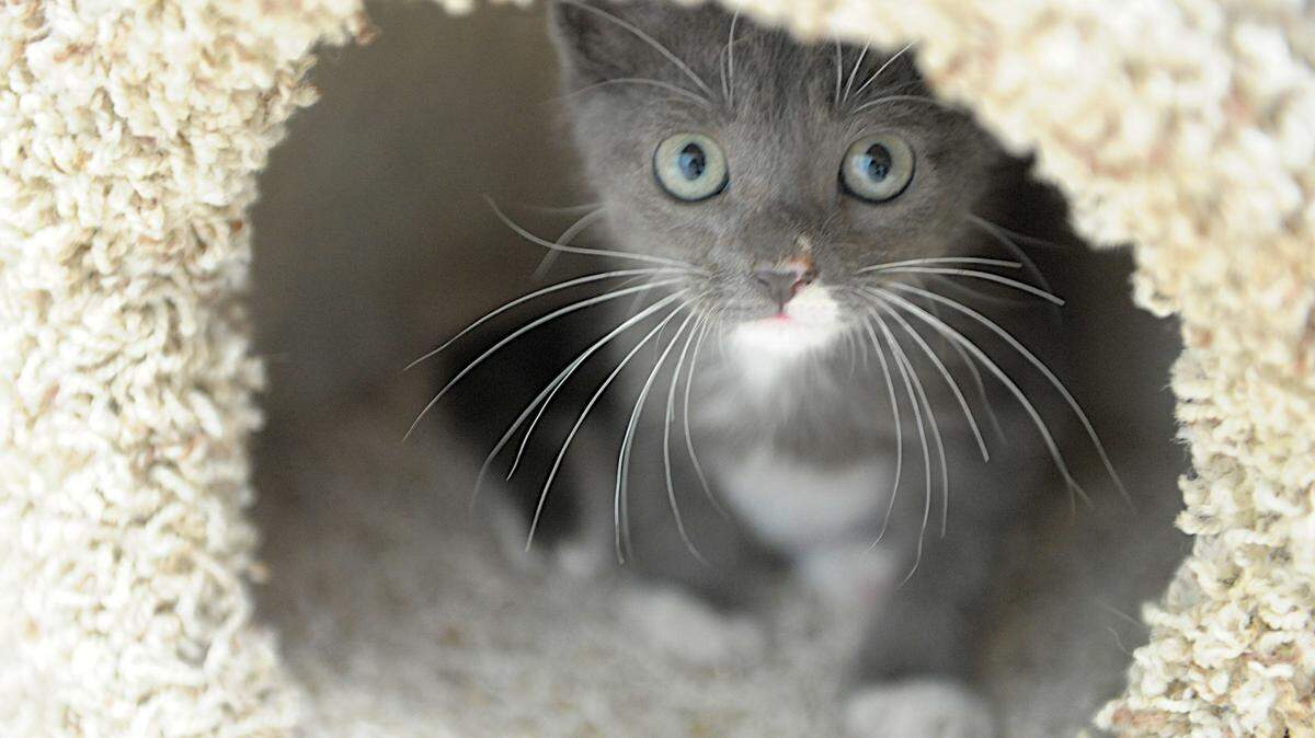 The Humane Society of Manatee County serves thousands of animals a year through  adoption services, medical care and feeding.