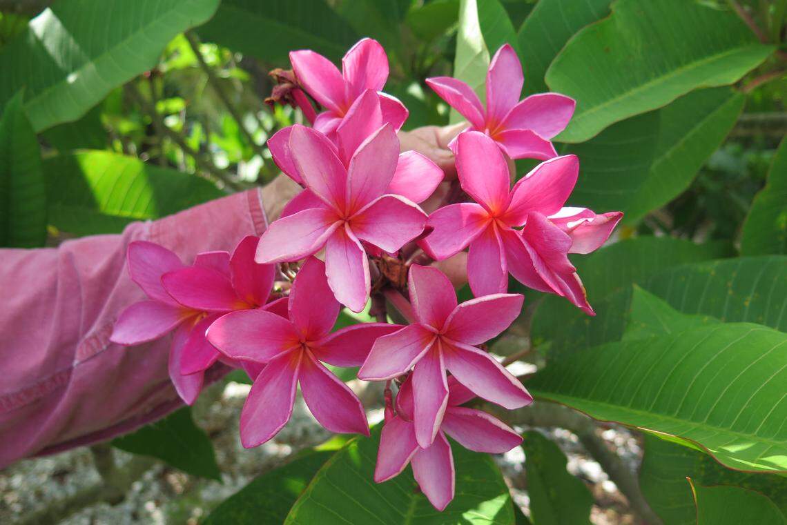 A plumeria in bloom at Palma Sola Botanical Park.