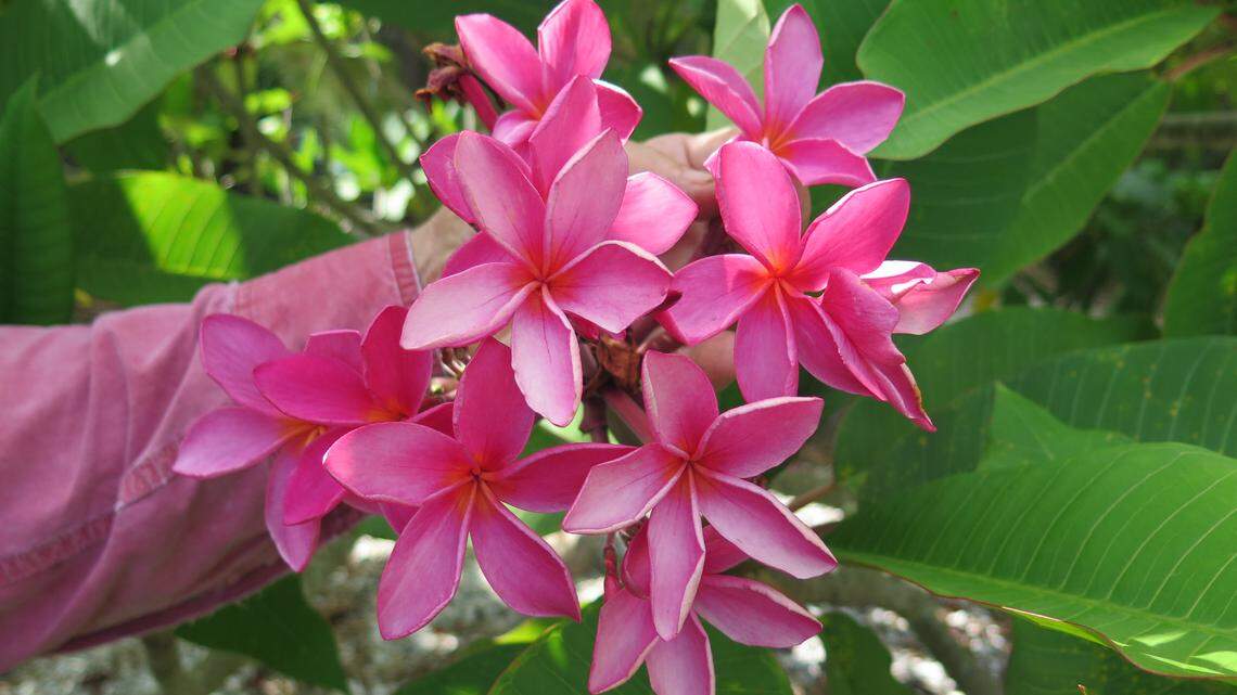 Palma Sola Botanical Park’s ‘Fall Plants and More Sale’ returns this weekend