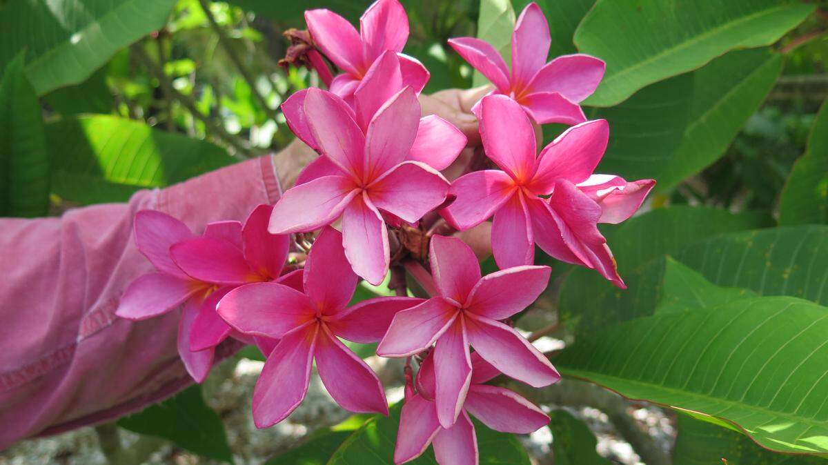 A plumeria in bloom at Palma Sola Botanical Park.