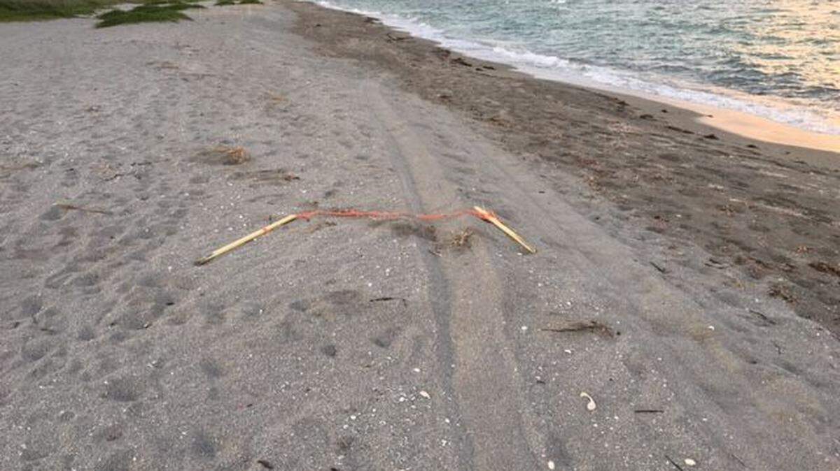 Officials are searching for suspects after eight sea turtle nests were run over by a small vehicle – and seven had their marking stakes dislodged – on south Siesta Key late last week, according to Mote Marine Laboratory and the Florida Fish Wildlife Conservation.