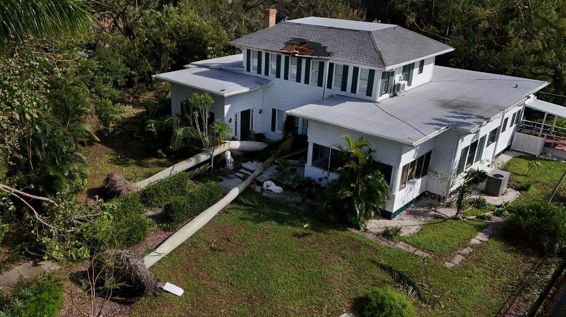 Two large palms fell into a home in the 200 block of 24th Street East in Bradenton after Hurricane Milton on Oct. 10, 2024.