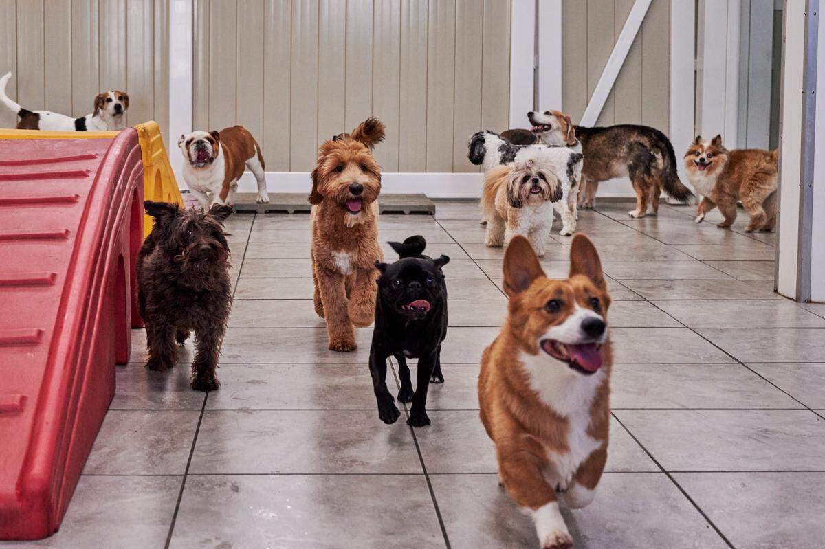Hounds Town USA is a new doggy daycare and overnight boarding facility in Bradenton, Florida. It opens Saturday, Dec. 7.