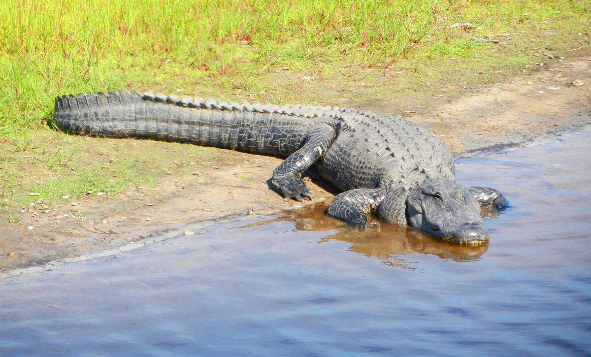 Myakka River State Park is one of Florida’s oldest state parks, and the sights and activities are endless.